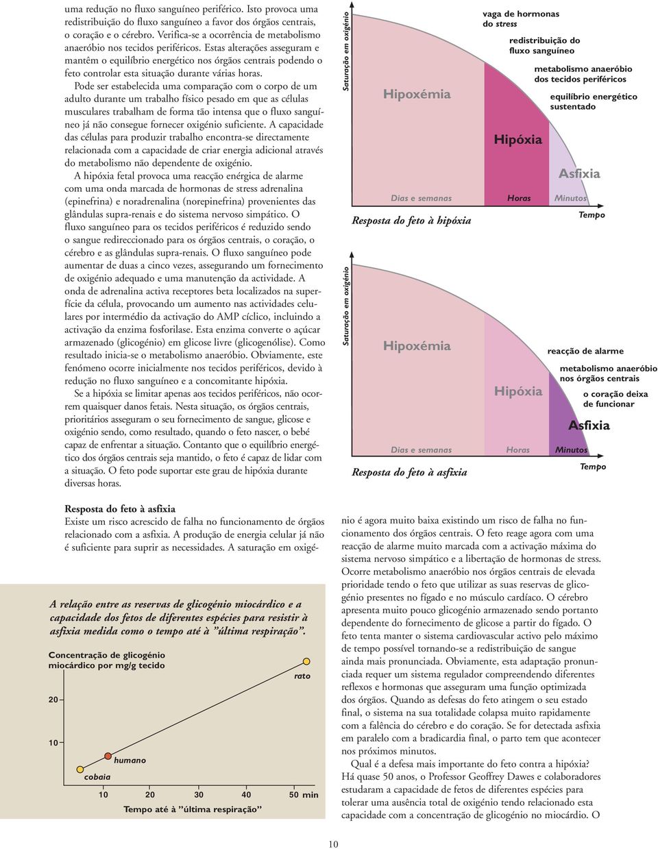 Estas alterações asseguram e mantêm o equilíbrio energético nos órgãos centrais podendo o feto controlar esta situação durante várias horas.