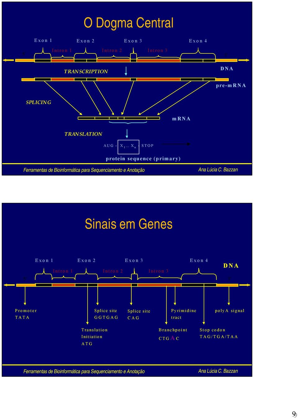 2 Exon 3 Exon 4 Intron 1 Intron 2 Intron 3 5 3 DNA Promoter TATA Splice site GGTGAG Splice site CAG