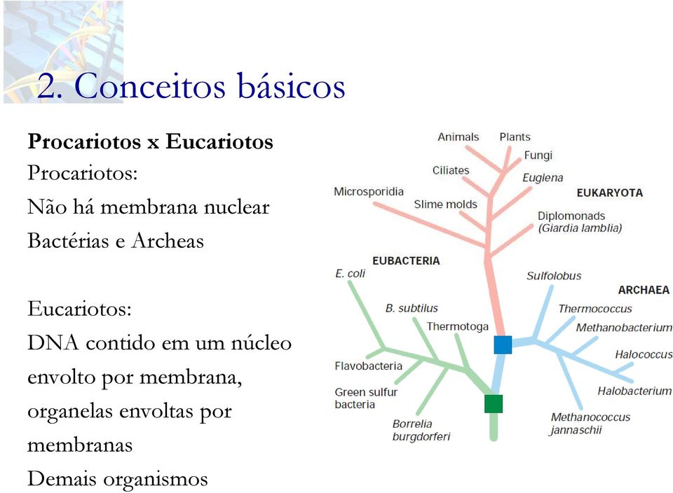 Eucariotos: DNA contido em um núcleo envolto