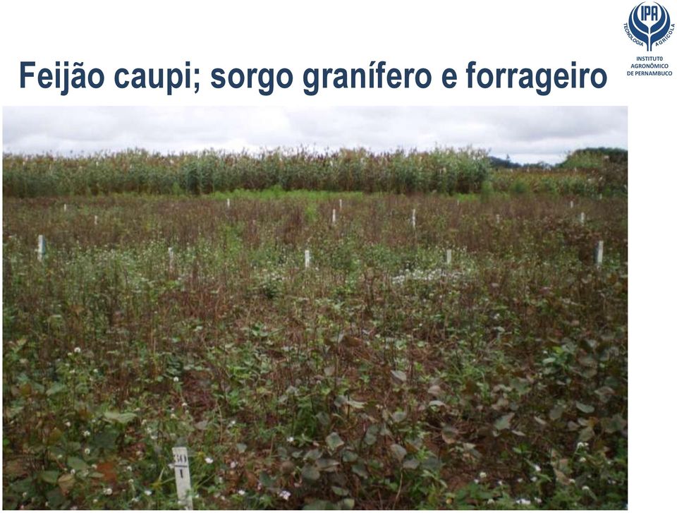 sorgo