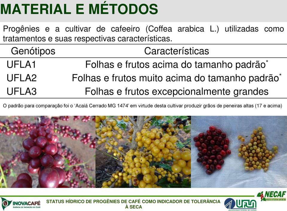 Genótipos Características UFLA1 Folhas e frutos acima do tamanho padrão * UFLA2 Folhas e frutos muito acima