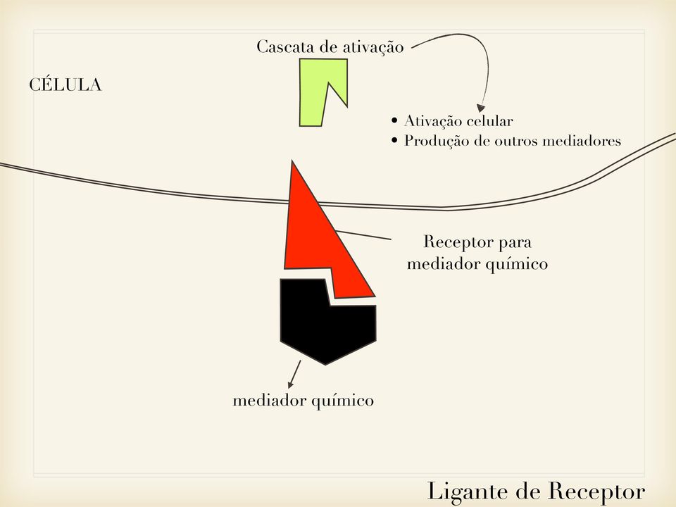 mediadores Receptor para mediador