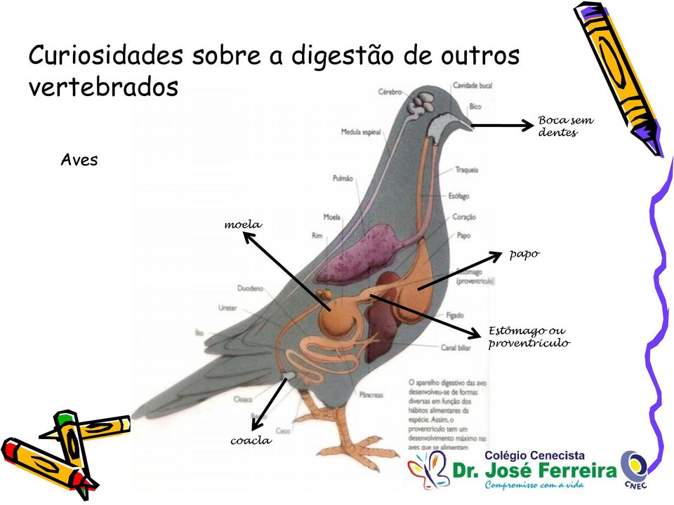 vertebrados Boca sem dentes