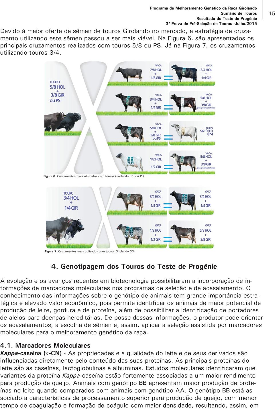 Cruzamentos mais utilizados com touros Girolando 5/8 ou PS. Figura 7. Cruzamentos mais utilizados com touros Girolando 3/4. 4.