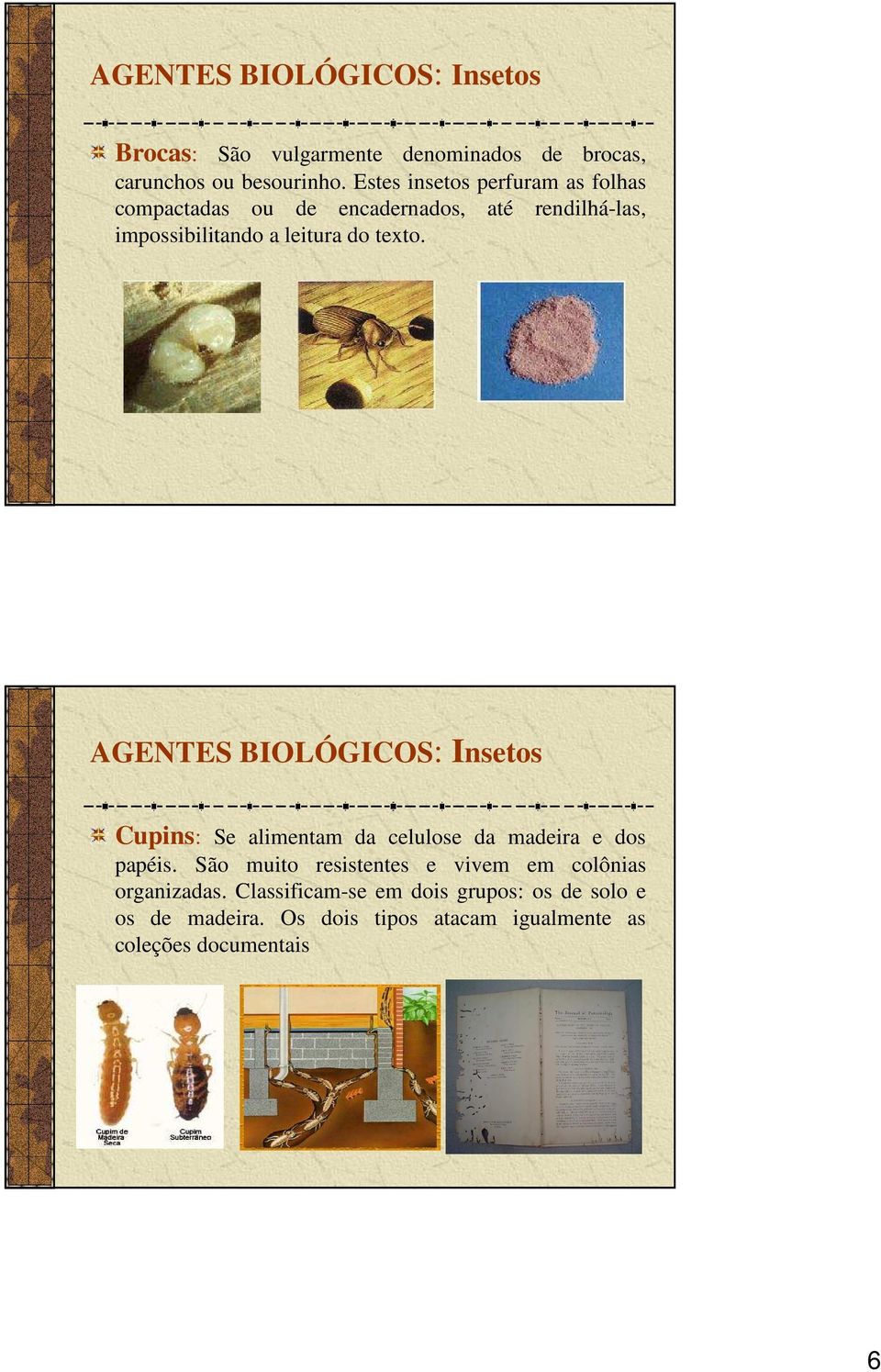 AGENTES BIOLÓGICOS: Insetos Cupins: Se alimentam da celulose da madeira e dos papéis.