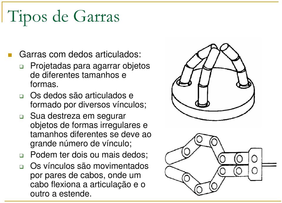 Os dedos são articulados e formado por diversos vínculos; Sua destreza em segurar objetos de formas