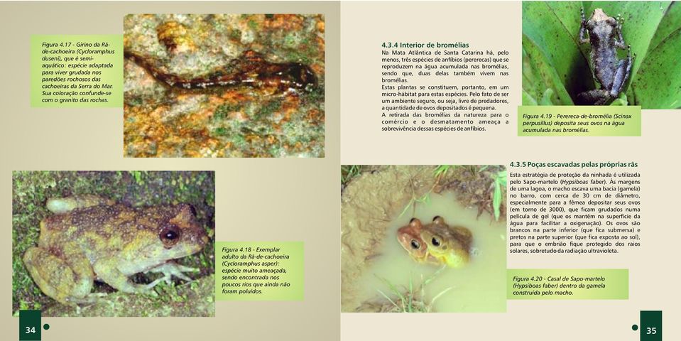 4 Interior de bromélias Na Mata Atlântica de Santa Catarina há, pelo menos, três espécies de anfíbios (pererecas) que se reproduzem na água acumulada nas bromélias, sendo que, duas delas também vivem