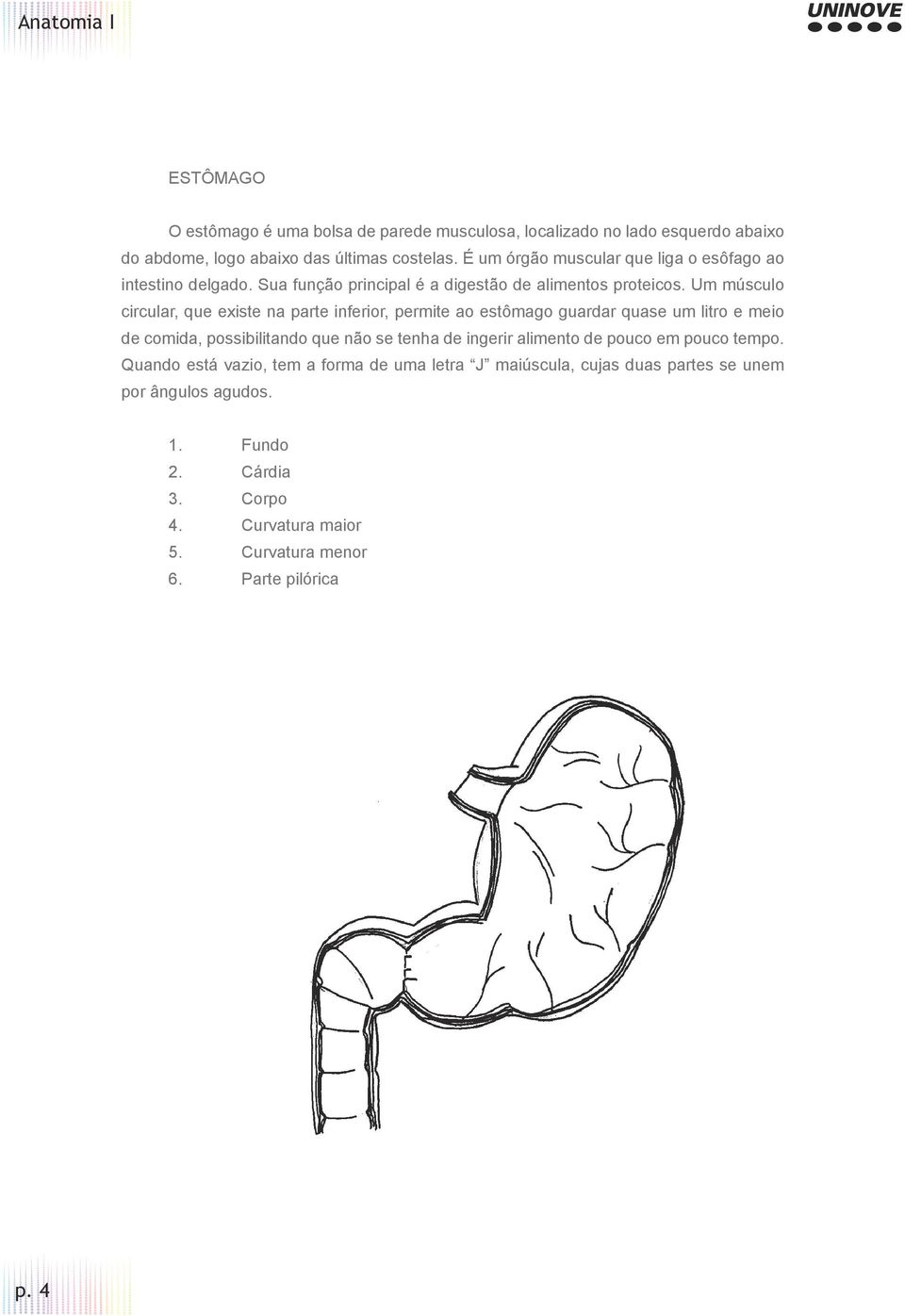 Um músculo circular, que existe na parte inferior, permite ao estômago guardar quase um litro e meio de comida, possibilitando que não se tenha de ingerir