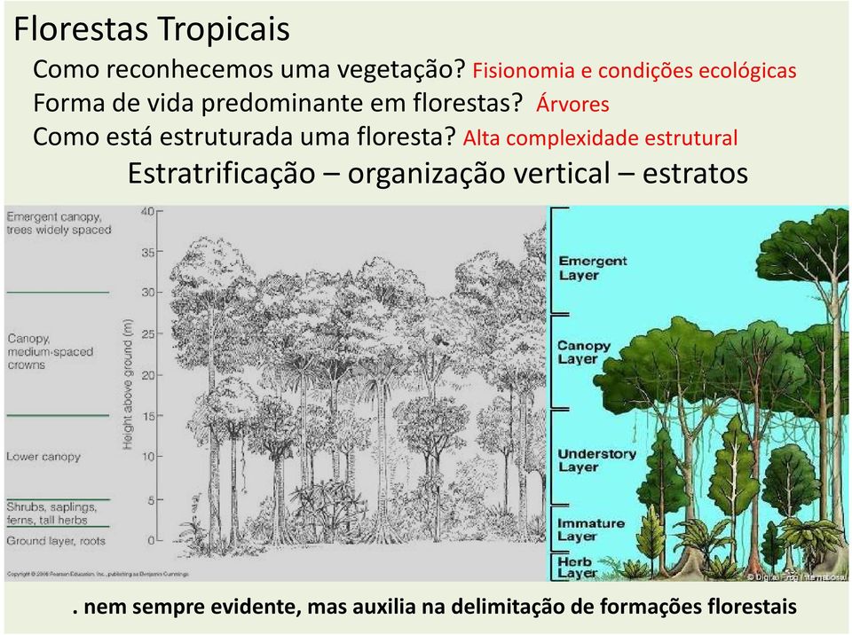 Árvores Como está estruturada uma floresta?