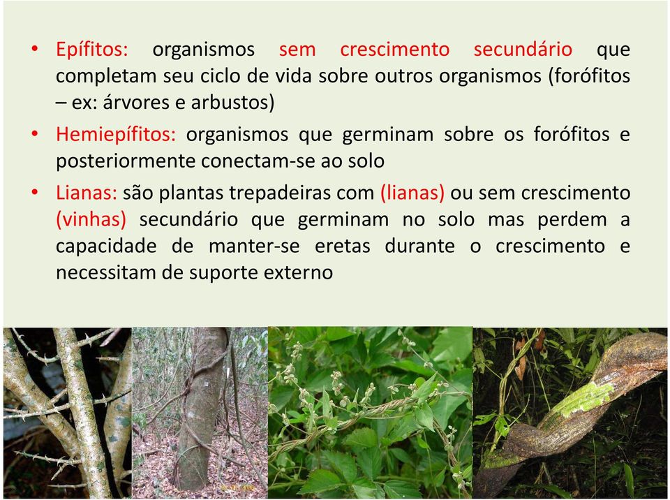 conectam-se ao solo Lianas: são plantas trepadeiras com (lianas) ou sem crescimento (vinhas) secundário que