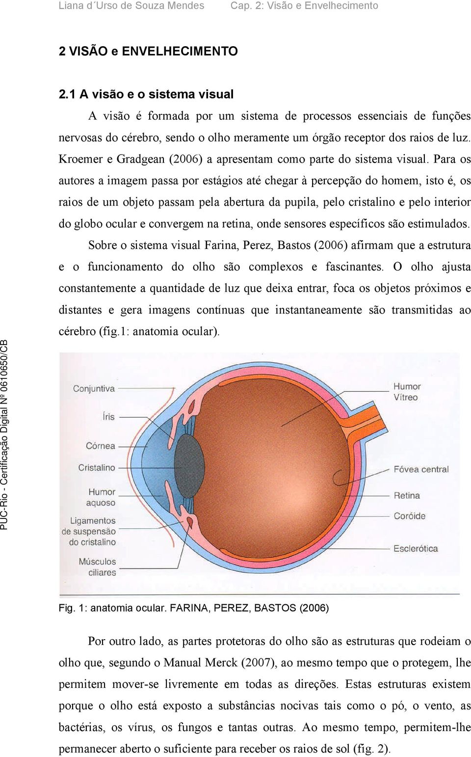 Kroemer e Gradgean (2006) a apresentam como parte do sistema visual.