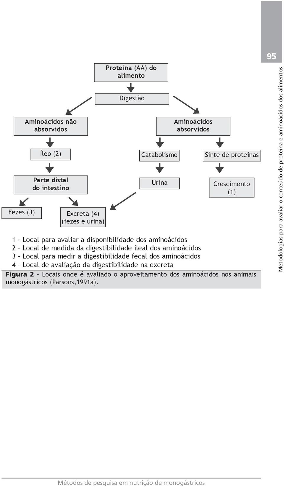 dos aminoácidos 3 Local para medir a digestibilidade fecal dos aminoácidos 4 Local de avaliação da digestibilidade na excreta Figura 2 - Locais onde é