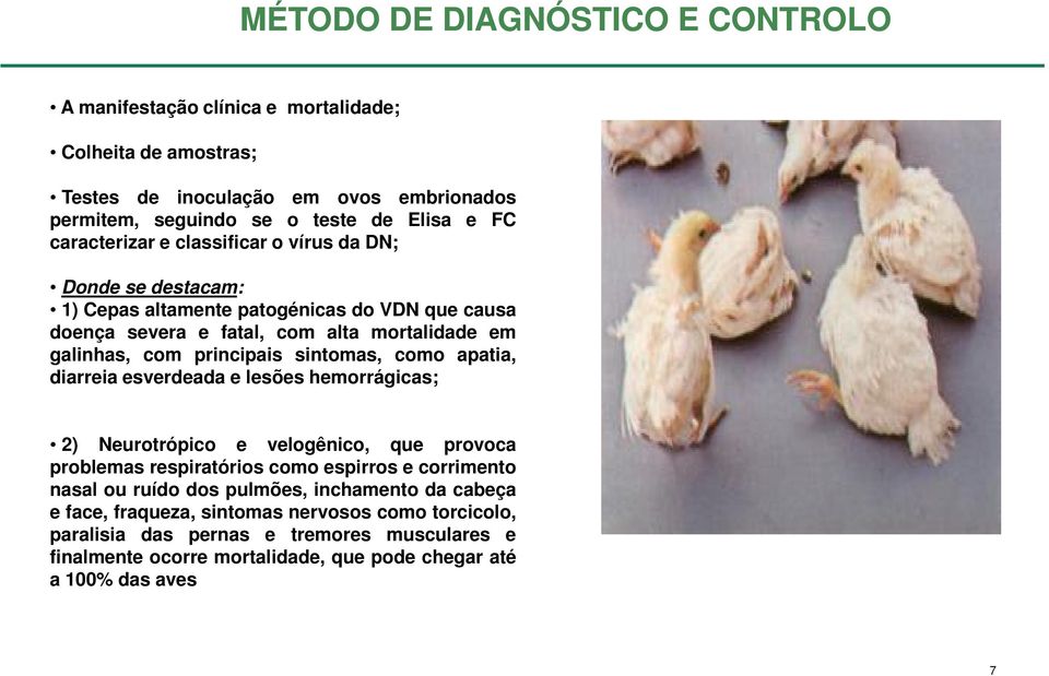 sintomas, como apatia, diarreia esverdeada e lesões hemorrágicas; 2) Neurotrópico e velogênico, que provoca problemas respiratórios como espirros e corrimento nasal ou ruído dos