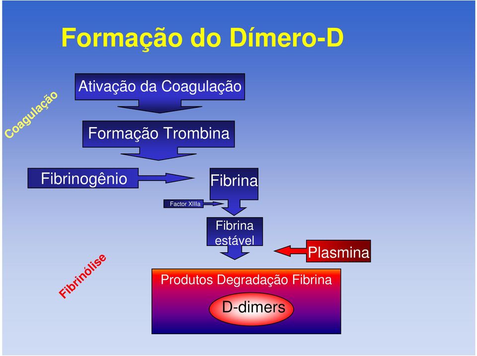 Fibrina Factor XIIIa Fibrinólise Fibrina