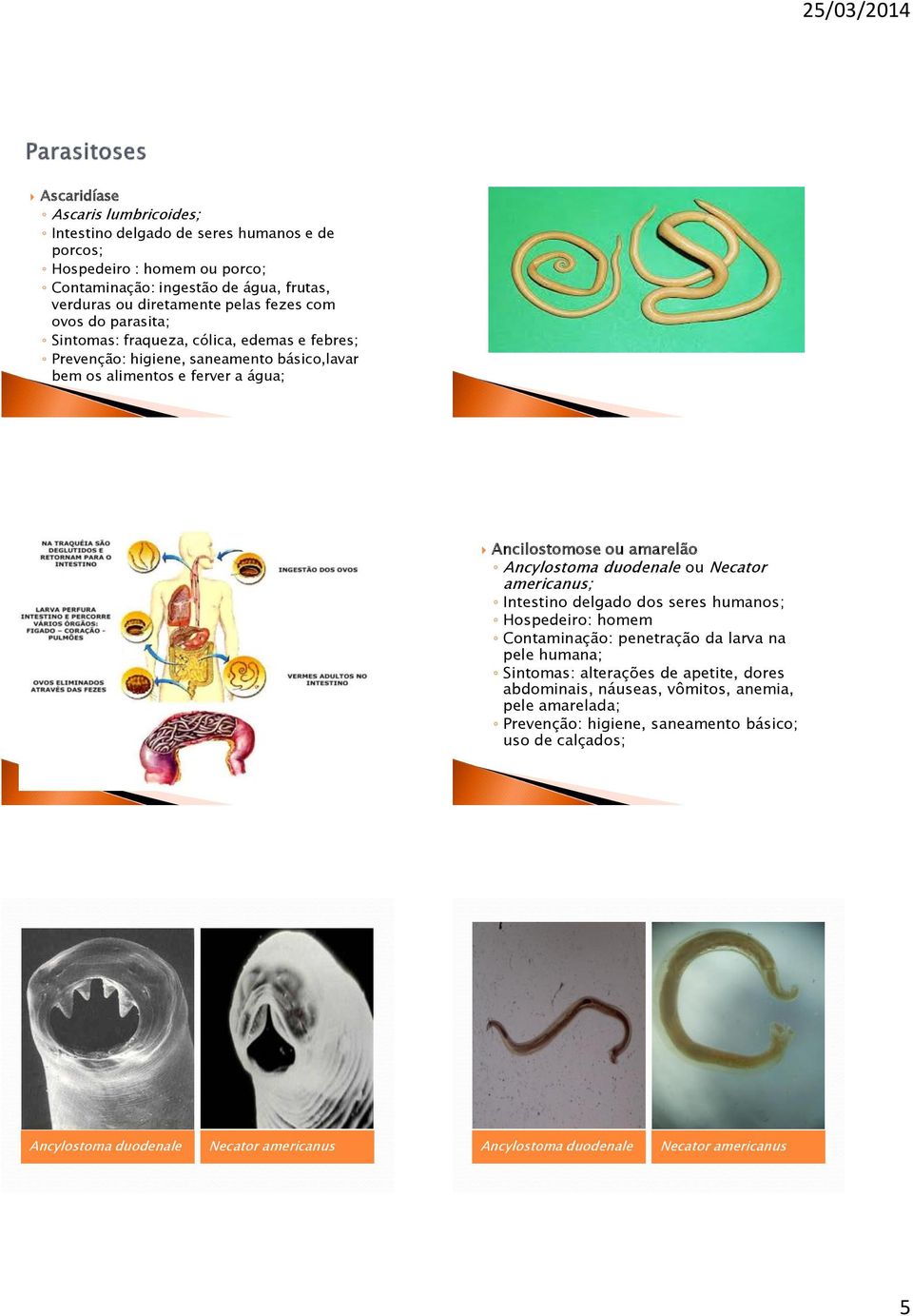 Ancylostoma duodenale ou Necator americanus; Intestino delgado dos seres humanos; Hospedeiro: homem Contaminação: penetração da larva na pele humana; Sintomas: alterações de apetite,