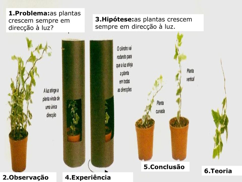 Hipótese:as plantas crescem sempre em