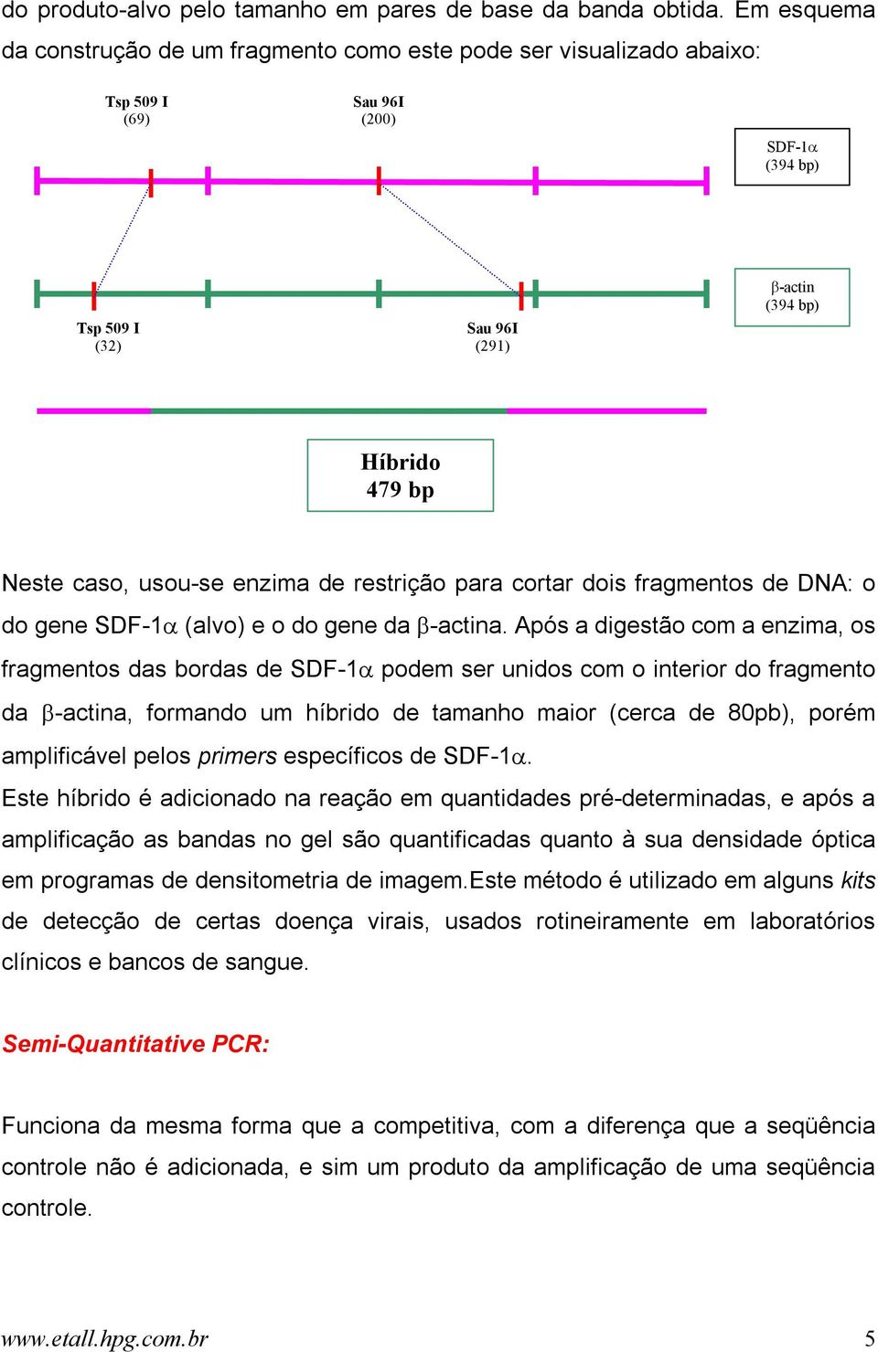 usou-se enzima de restrição para cortar dois fragmentos de DNA: o do gene SDF-1α (alvo) e o do gene da β-actina.