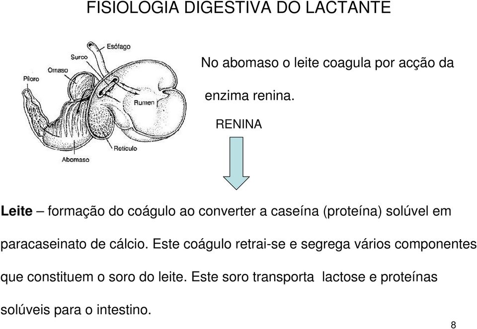 RENINA Leite formação do coágulo ao converter a caseína (proteína) solúvel em