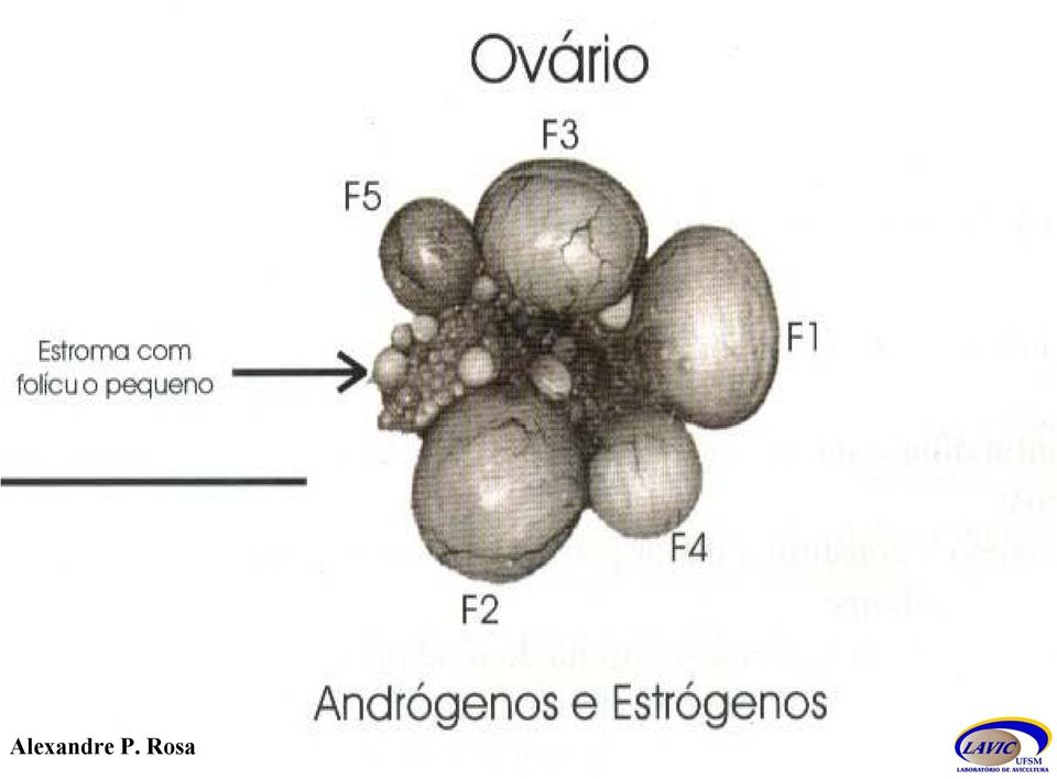 prega do peritônio contendo vasos sanguíneos, nervos e músculo liso sua