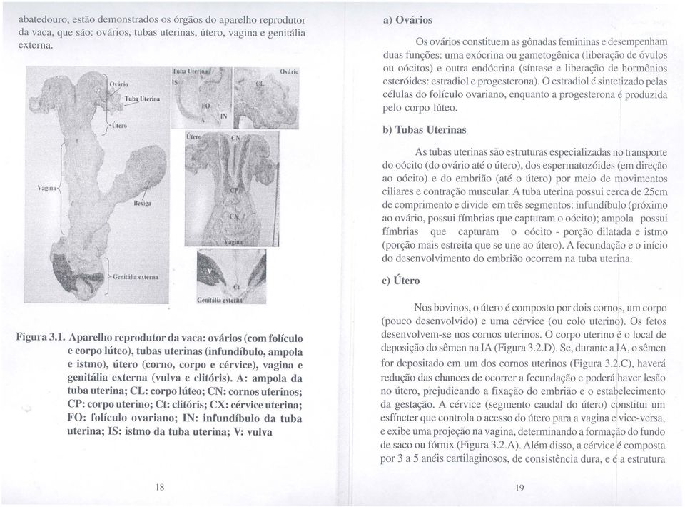 esteróides: estradiol e progesterona). O estradiol é sintetizado pelas células do folículo ovariano, enquanto a progesterona é produzida pelo corpo lúteo.