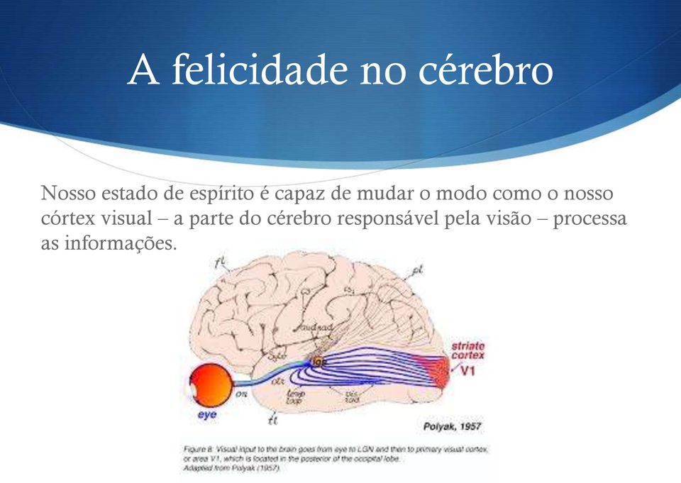 nosso córtex visual a parte do cérebro