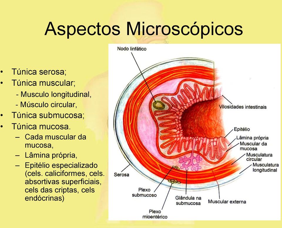 Cada muscular da mucosa, Lâmina própria, Epitélio especializado (cels.