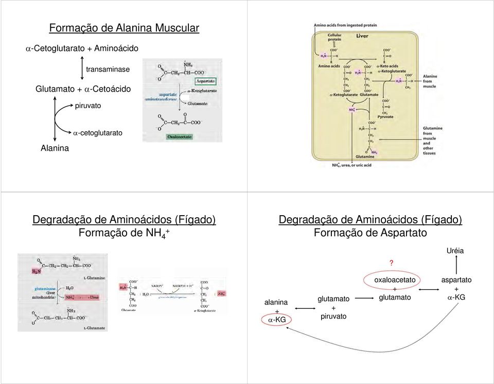 (Fígado) Formação de NH 4 Degradação de Aminoácidos (Fígado) Formação de