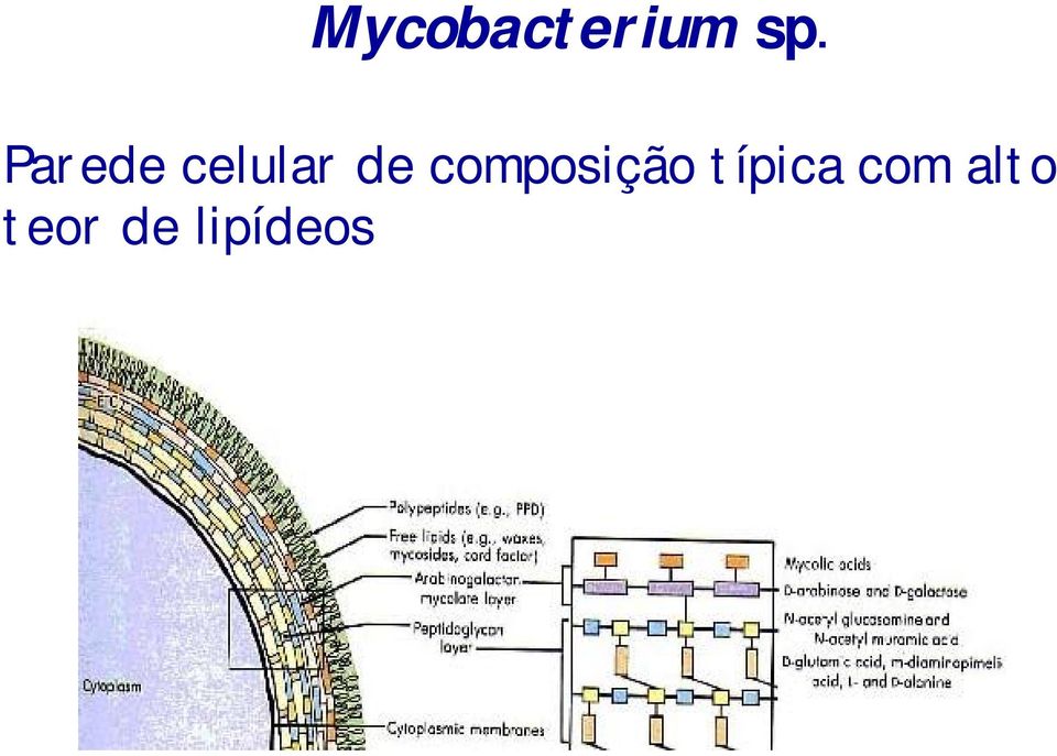 composição típica