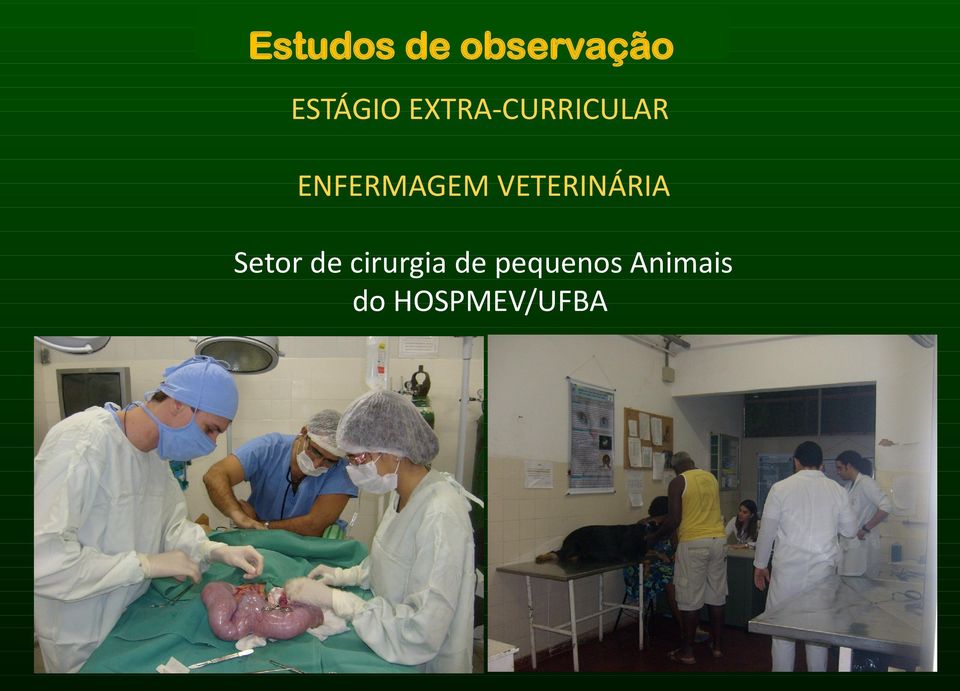 VETERINÁRIA Setor de cirurgia