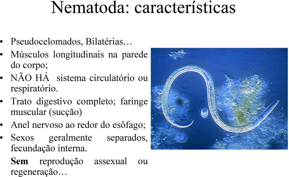 Trato digestivo completo; faringe muscular (sucção) Anel nervoso ao