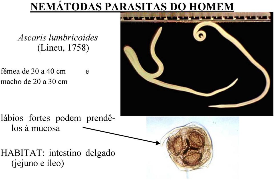 macho de 20 a 30 cm e lábios fortes podem