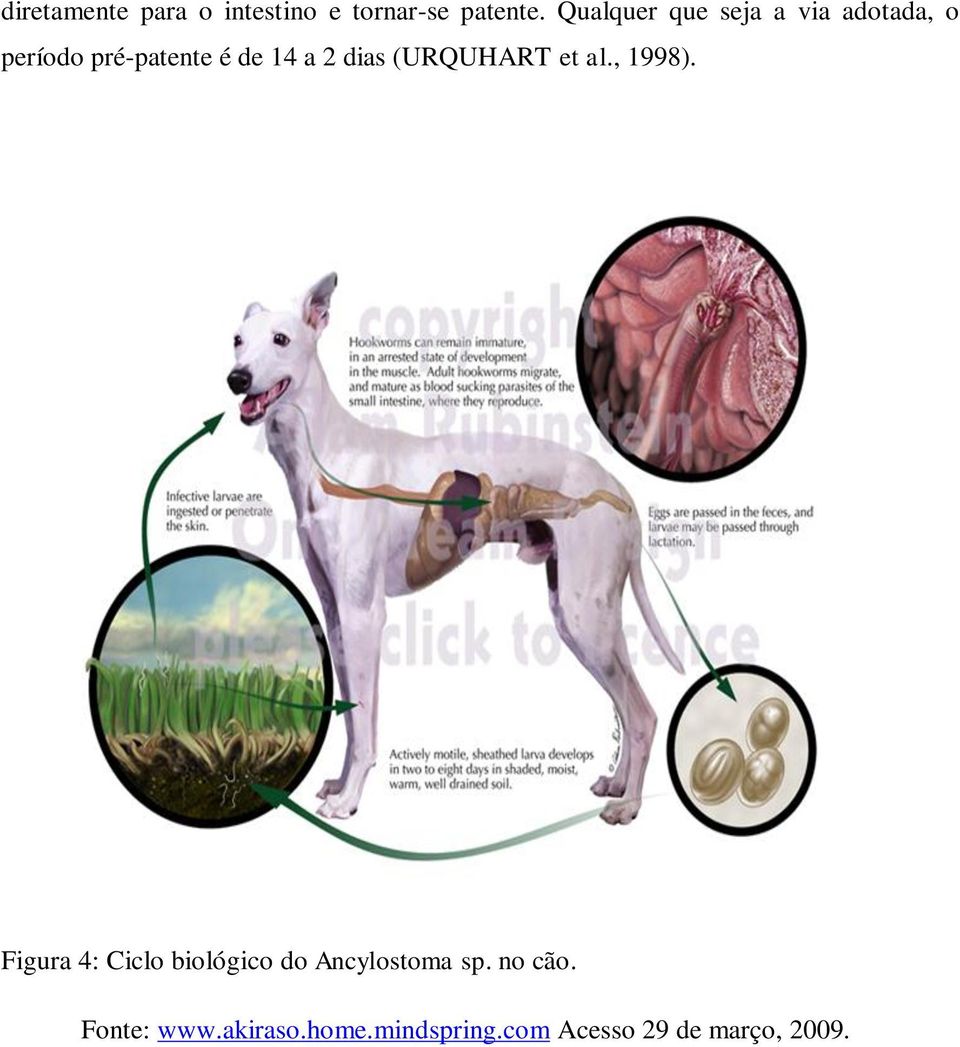 2 dias (URQUHART et al., 1998).