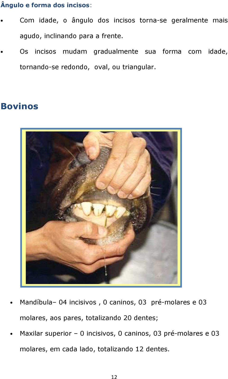 Bovinos Mandíbula 04 incisivos, 0 caninos, 03 pré-molares e 03 molares, aos pares, totalizando 20 dentes;