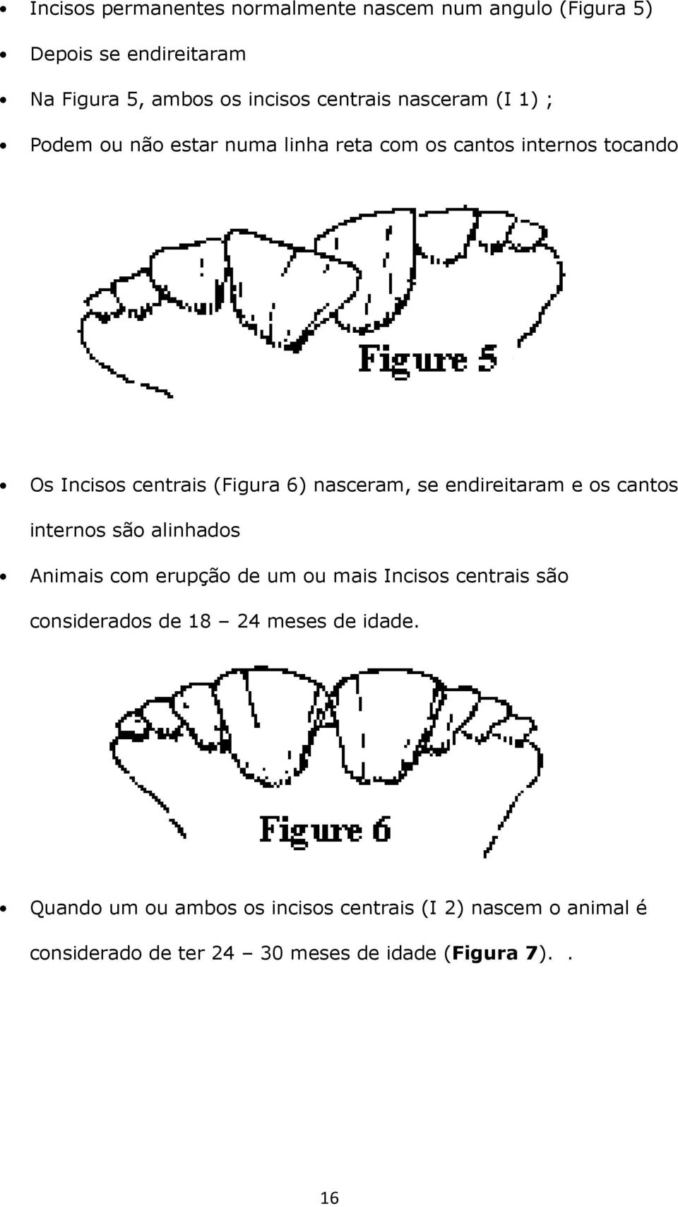 endireitaram e os cantos internos são alinhados Animais com erupção de um ou mais Incisos centrais são considerados de 18 24