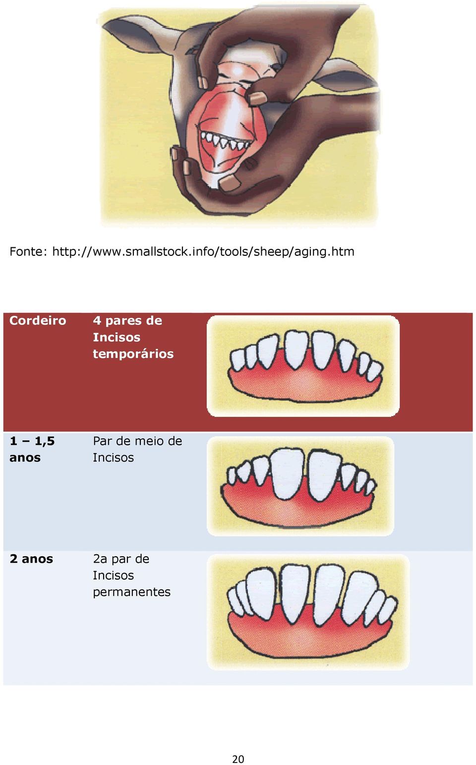 htm Cordeiro 4 pares de Incisos