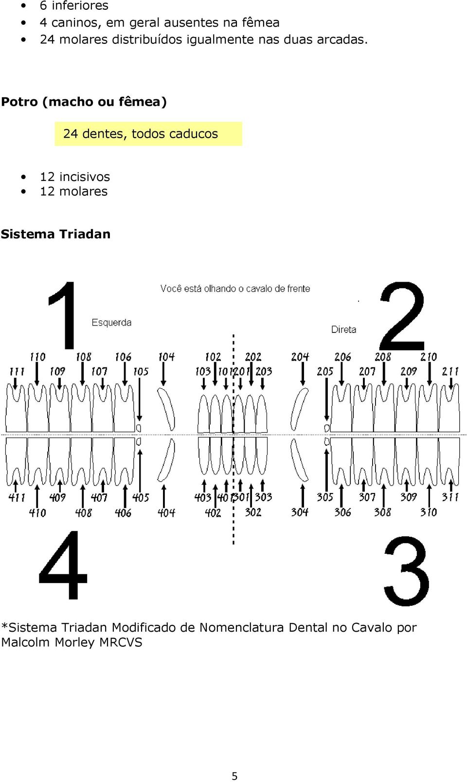 Potro (macho ou fêmea) 24 dentes, todos caducos 12 incisivos 12