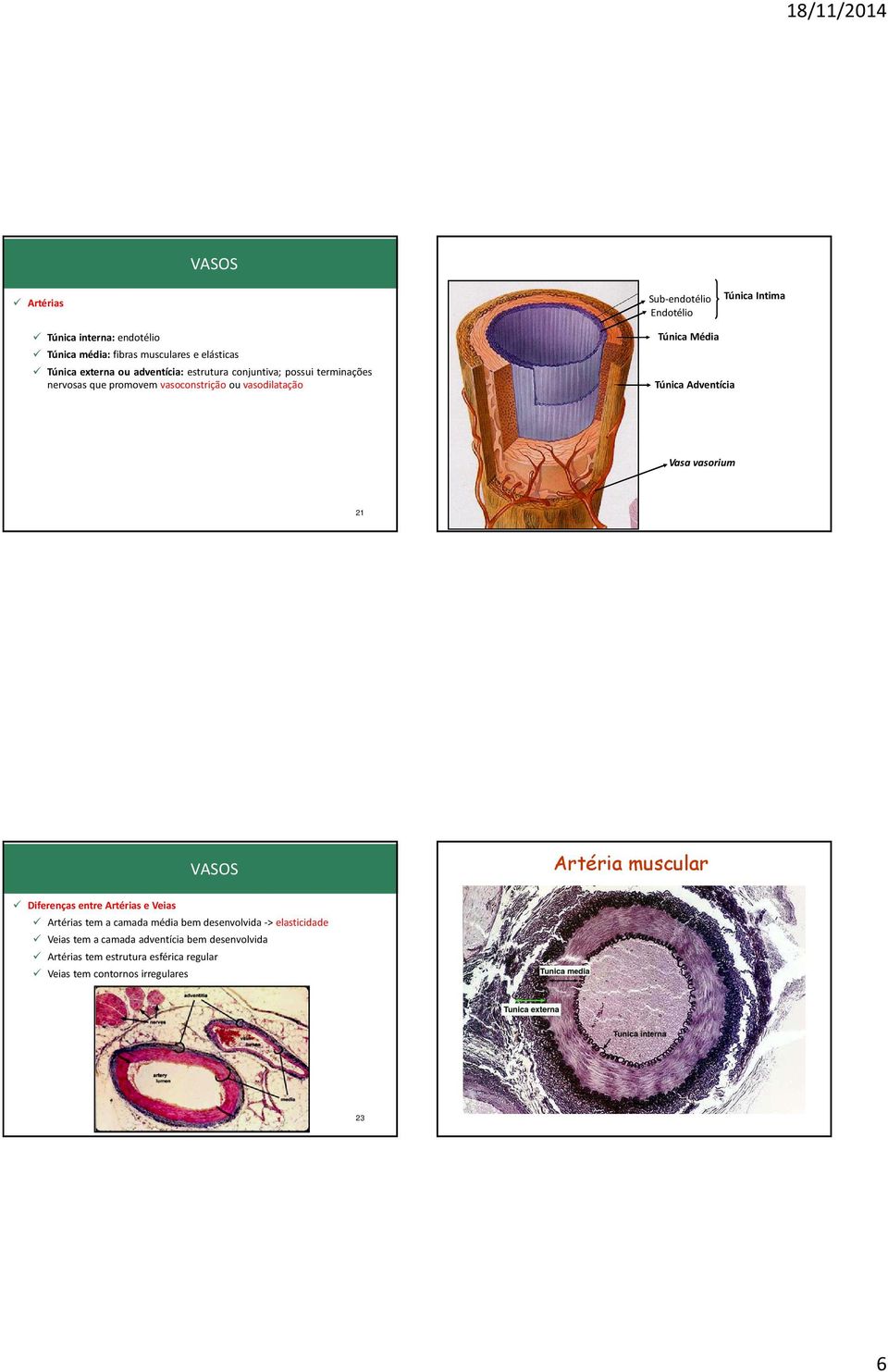 Túnica Adventícia Vasa vasorium 21 Artéria muscular Diferenças entre Artérias e Veias Artérias tem a camada média bem