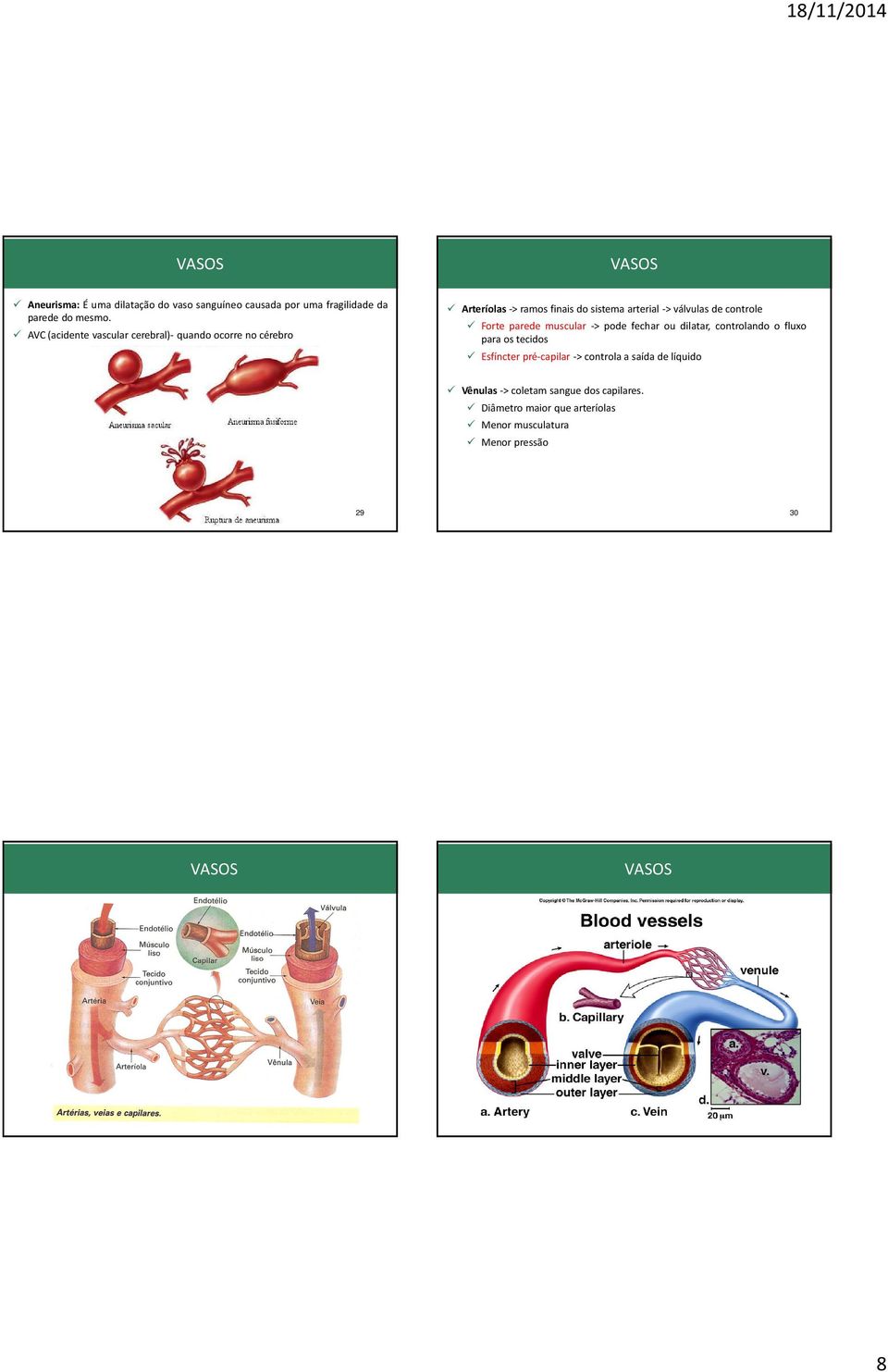 controle Forte parede muscular -> pode fechar ou dilatar, controlando o fluxo para os tecidos Esfíncter pré-capilar ->