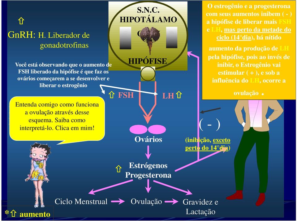 FSH: a ovulação H. Foliculoestimulante através desse LH: esquema. H. Luteinizante Saiba como interpretá-lo. Cl