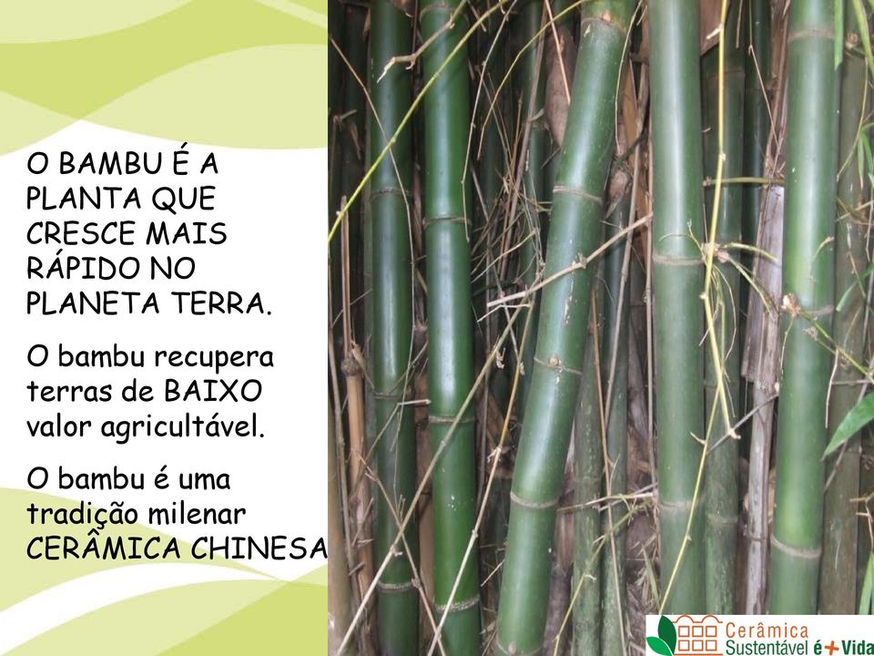 O bambu recupera terras de BAIXO valor