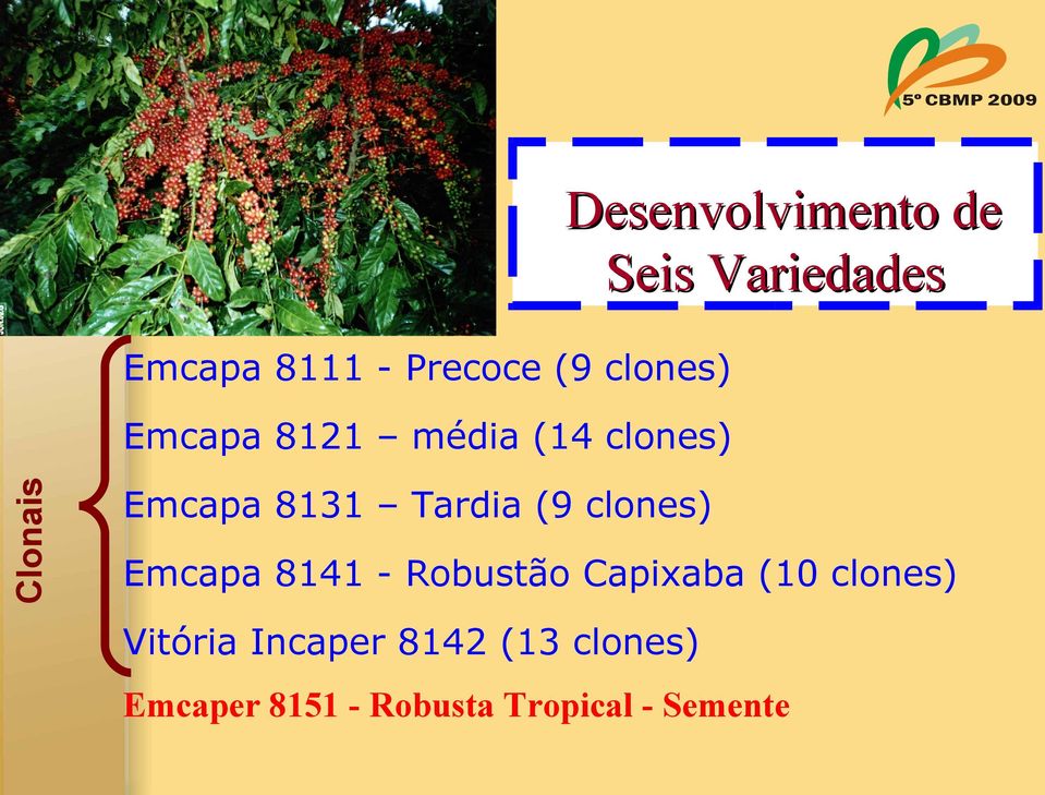 Tardia (9 clones) Emcapa 8141 - Robustão Capixaba (10 clones)