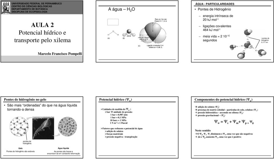 + d d + H + d Pontes de hidrogênio no gelo São mais ordenadas do que na água líquida tornando-a densa pontes de hidrogênio Potencial hídrico (Y w ) Unidades de medida do Y w : bar à unidade de