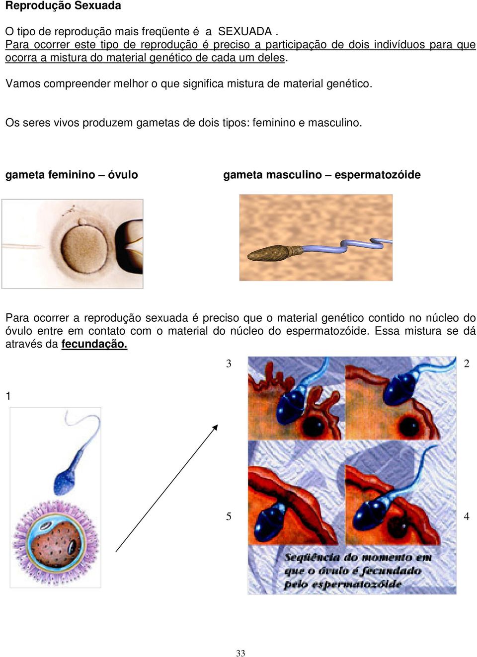 Vamos compreender melhor o que significa mistura de material genético. Os seres vivos produzem gametas de dois tipos: feminino e masculino.