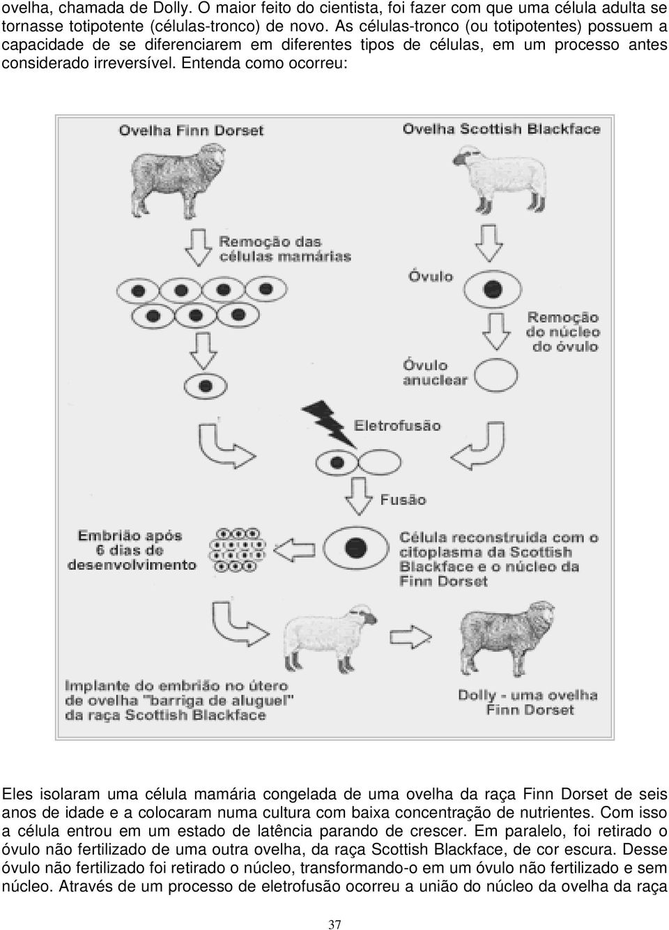 Entenda como ocorreu: Eles isolaram uma célula mamária congelada de uma ovelha da raça Finn Dorset de seis anos de idade e a colocaram numa cultura com baixa concentração de nutrientes.