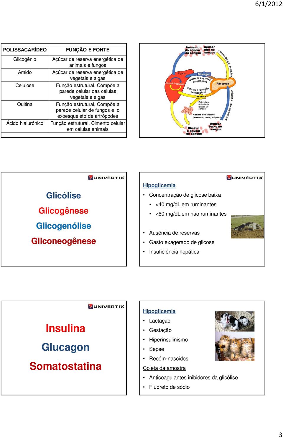 Cimento celular em células animais Glicólise Glicogênese Glicogenólise Gliconeogênese Hipoglicemia Concentração de glicose baixa <40 mg/dl em ruminantes <60 mg/dl em não ruminantes Ausência de