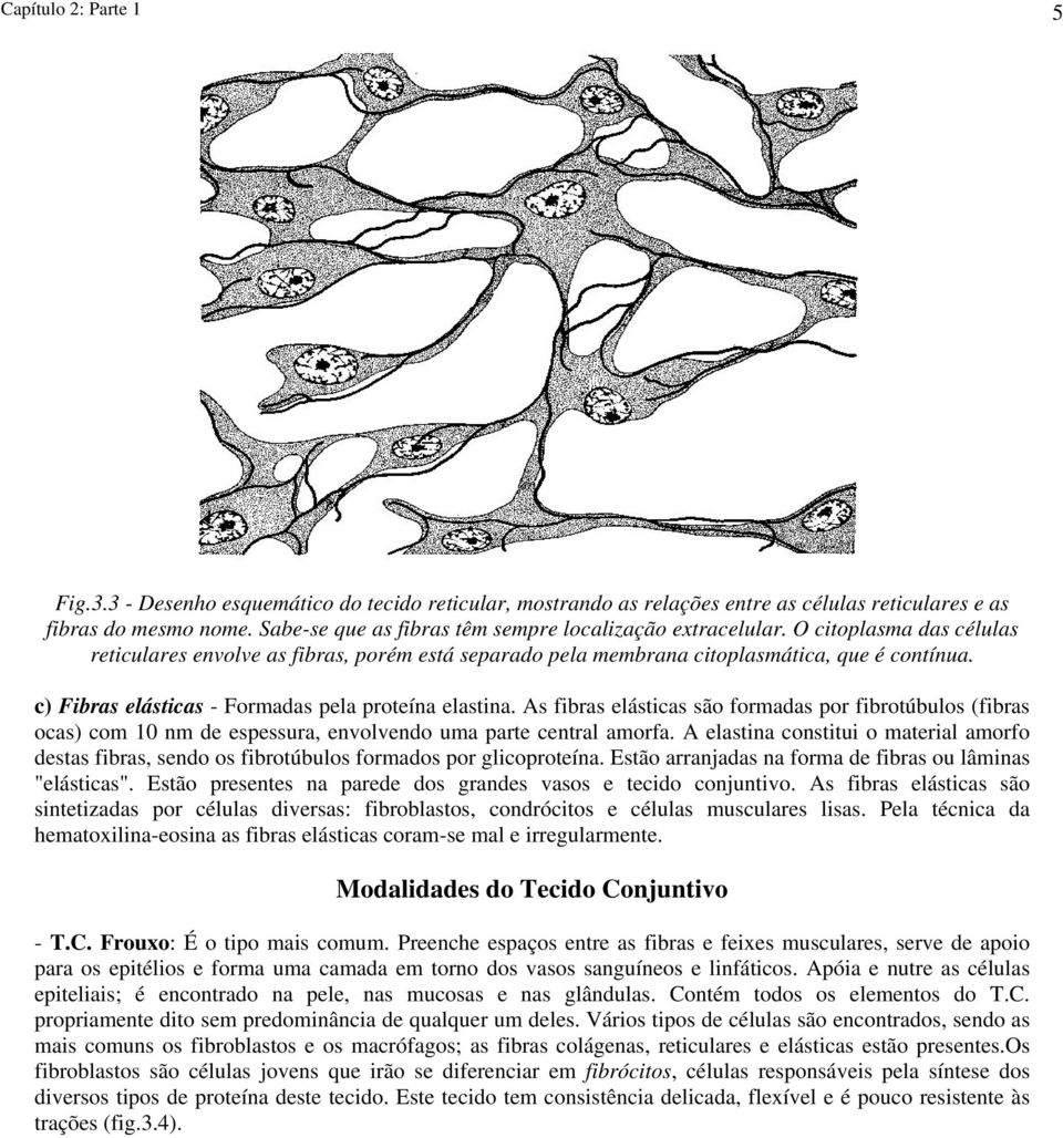 c) Fibras elásticas - Formadas pela proteína elastina. As fibras elásticas são formadas por fibrotúbulos (fibras ocas) com 10 nm de espessura, envolvendo uma parte central amorfa.