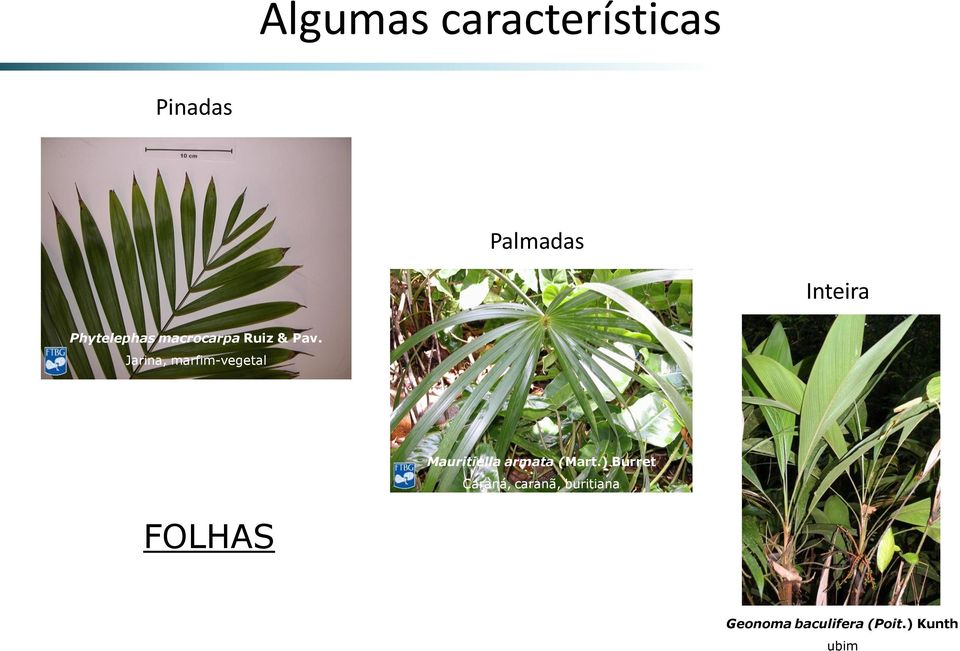 Jarina, marfim-vegetal Mauritiella armata (Mart.