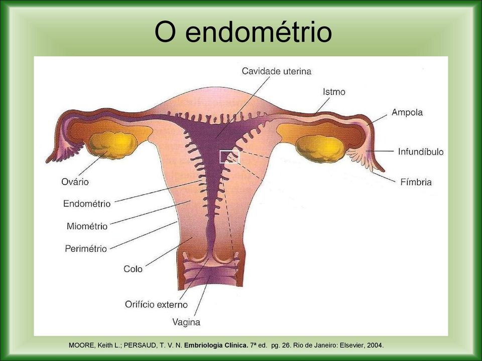 Embriologia Clínica. 7ª ed.