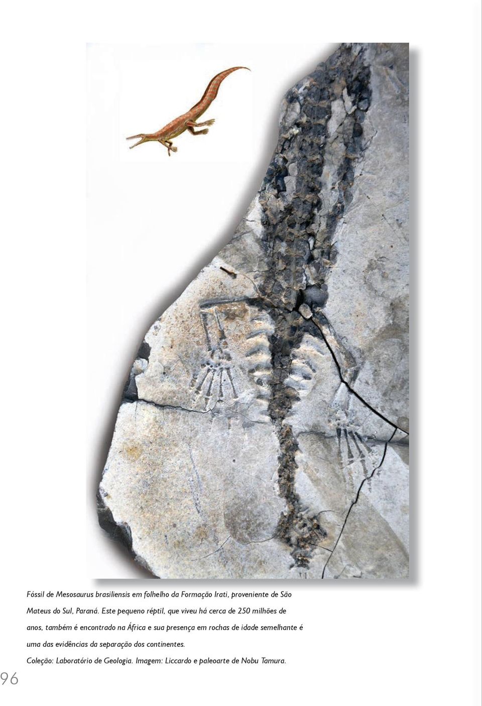 Este pequeno réptil, que viveu há cerca de 250 milhões de anos, também é encontrado na África