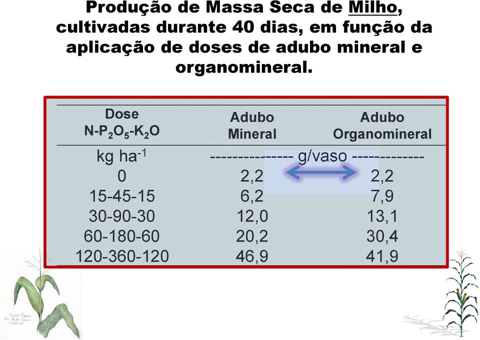 Dose N-P 2 O 5 -K 2 O Adubo Mineral Adubo Organomineral kg ha -1